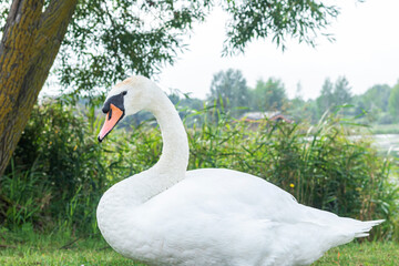 White, beautifal swan onlake shore. Swan on beach. Selective focus.