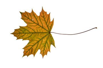 Ahornblatt freigestellt