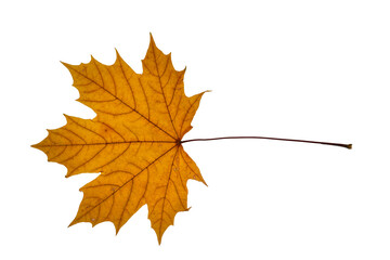 Ahornblatt freigestellt