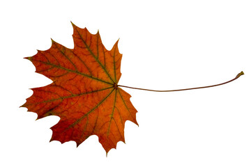 Ahornblatt freigestellt