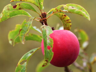 Ciruelo de Nuevo Colón