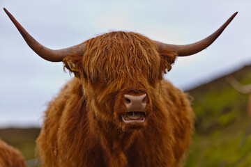 Heilan Coo