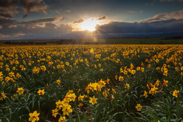 A million sun worshipers