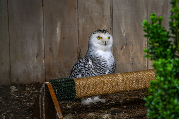 A snowy owl at an animal rehab facility