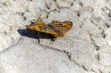 butterfly seen from above