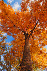 Obraz premium Trees filled with colorful autumn leaves in Antalya