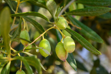 Kalamata olives on a tree branch in a summer orchard