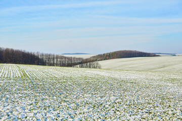 winter farm field landscape with frosts