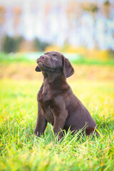 Junger brauner Labrador Welpe auf einer Wiese