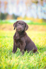 Junger brauner Labrador Welpe auf einer Wiese