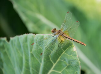 Golden dragonfly on a cabbage leaf