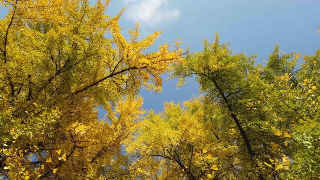 Ginkgo biloba yellow tree in autumn composition with blue sky video