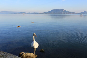 swans on the lake