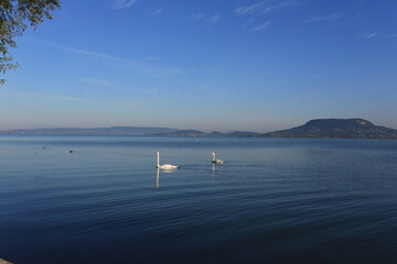 swans on the lake