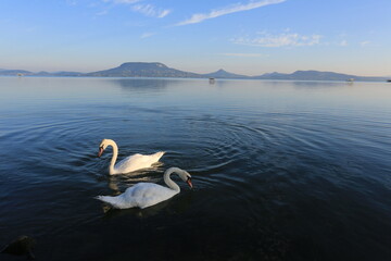 swans on the lake