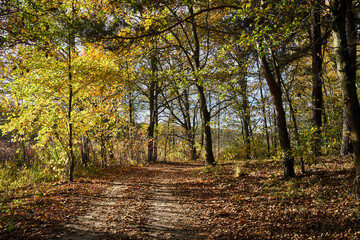 leaves on a dirt road in the woods during fall