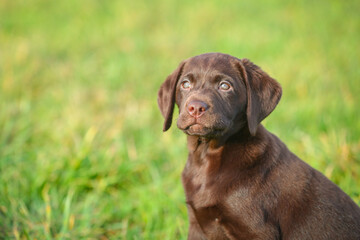 Junger brauner Labrador Welpe auf einer Wiese