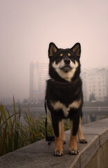 the dog is sitting on the river Bank on an autumn day. a misty warm day in the fall. Shiba inu