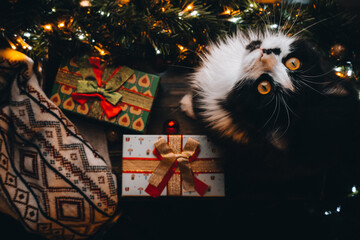 Black white cat on wood table at Christmas tree looking into camera. Xmas decoration, red gift presents box, ornaments on window sill at home. Wallpaper, postcard greeting. Happy New Year. Top View