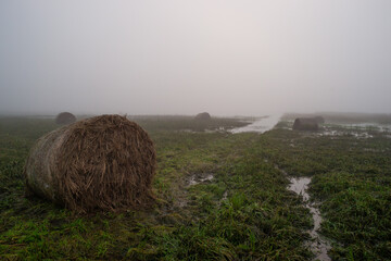 Zalana łąka rozlewiska Bzury pod Łęczycą, zalane bele siana © Piotr Szpakowski