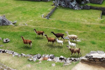Llamas in Machu Picchu, Peru