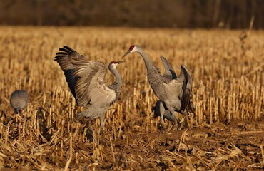 Sandhill crane in wet meadow.Natural scene from Wisconsin.