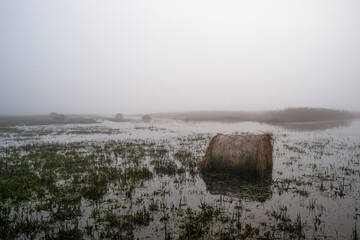 Zalana łąka rozlewiska Bzury pod Łęczycą, zalane bele siana © Piotr Szpakowski