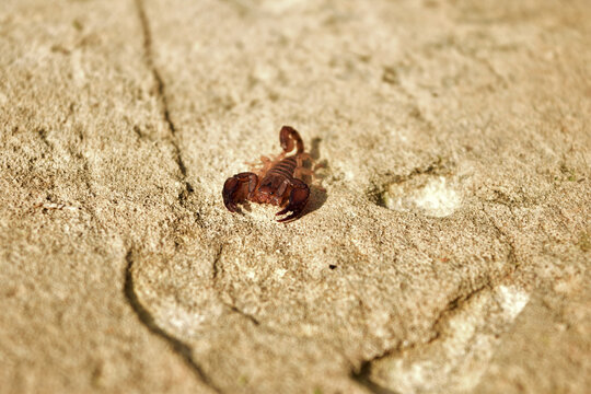 Common small wood scorpion, Euscorpius sicanus, hunting on a wall in Maltese Islands, Malta