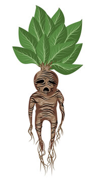 Mandrake Plant Stock Illustrations – 263 Mandrake Plant Stock