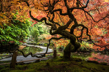 Lace leaf Japanese Maple and Japanese Maple, Acer palmatum, Butchart Gardens, Victoria