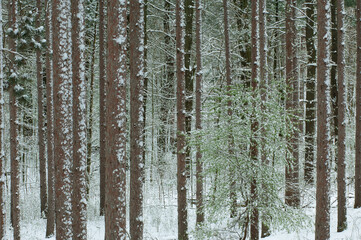Landscape of spring forest flocked with snow, Yankee Springs State Park, Michigan, USA