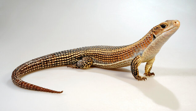 Sudan plated lizard // Braune Schildechse, Sudan-Schildechse (Broadleysaurus major) 