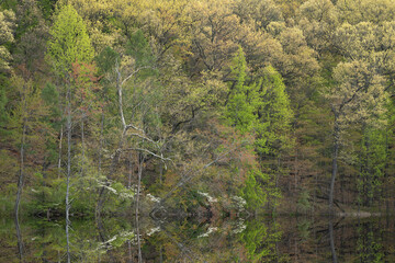 Spring landscape of the shoreline of Hall Lake with dogwoods in bloom, Yankee Springs State Park, Michigan, USA