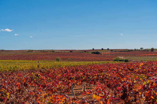 Panorama Autumn vineyards in the wine-making region of Valencia, Spain