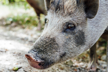 wild boar pig pig animals in the woods