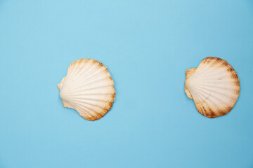 shell on blue background
