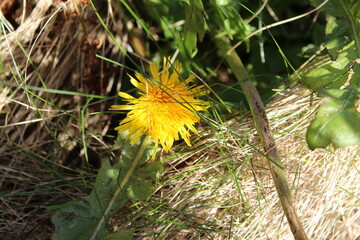 dandelion in the grass
