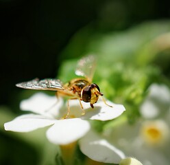 bee on a flower