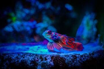 Mandarinfish or Mandarin dragonet (Synchiropus splendidus) isolated on a reef tank with blurred...
