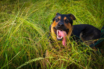 A dog at green grass field