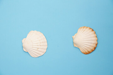 shells on a blue background