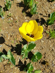 Yellow  Flower 