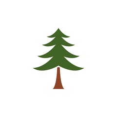 Fototapeta premium Pine tree