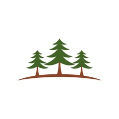 Obraz premium Pine tree