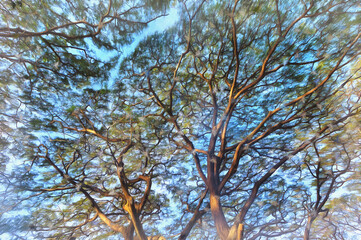 Tree crown colorful painting, Negros island, Zamboanguita Philippines.