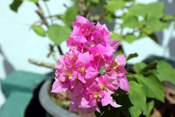 Bunch of Pink Bougainvillea flowers in pot