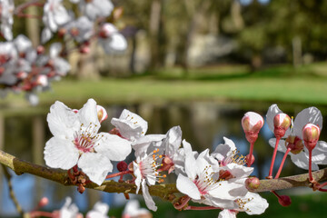 Fleurs au bord d'un lac en France au début du printemps
