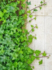 ivy on the wall