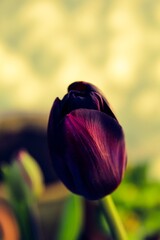 Queen of the Night close up