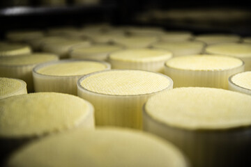 Obraz na płótnie Canvas Cheese rolls on the conveyor belt. Cheese production.
